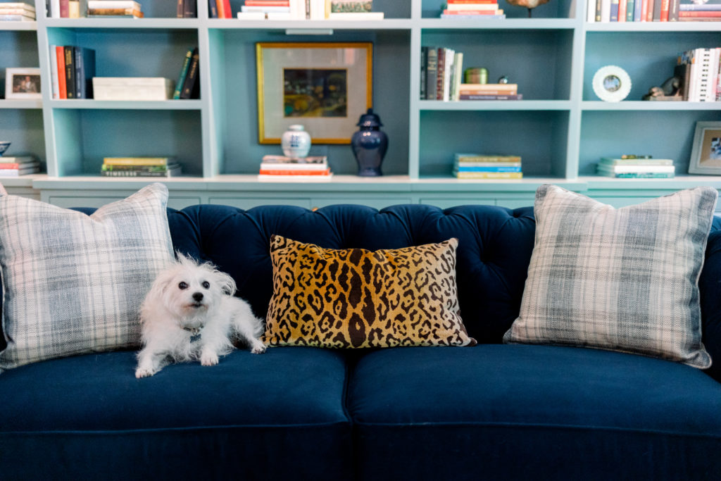 Blue velvet sofa and pillows with white dog