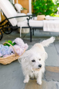 Pottery Barn Gathering Basket and little dog on patio