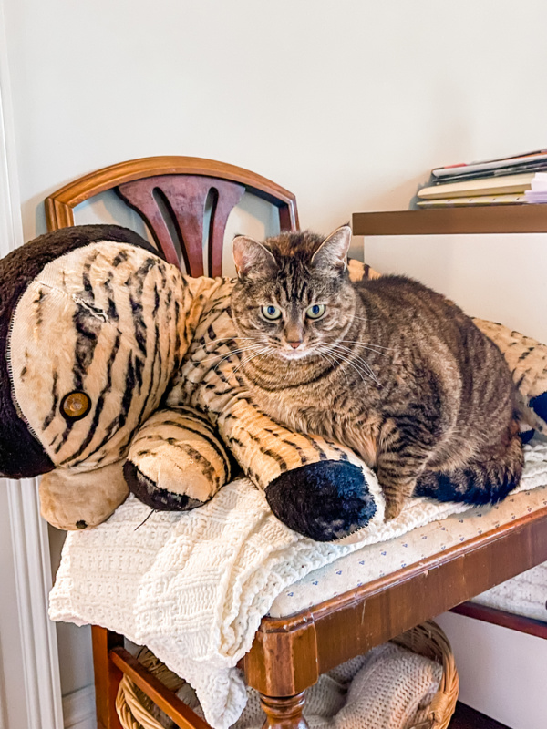 Stuffed zebra and cat in chair.