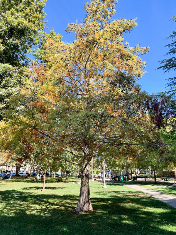 Fall foliage in Sonoma Plaza.