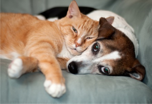 Cat and dog laying together.