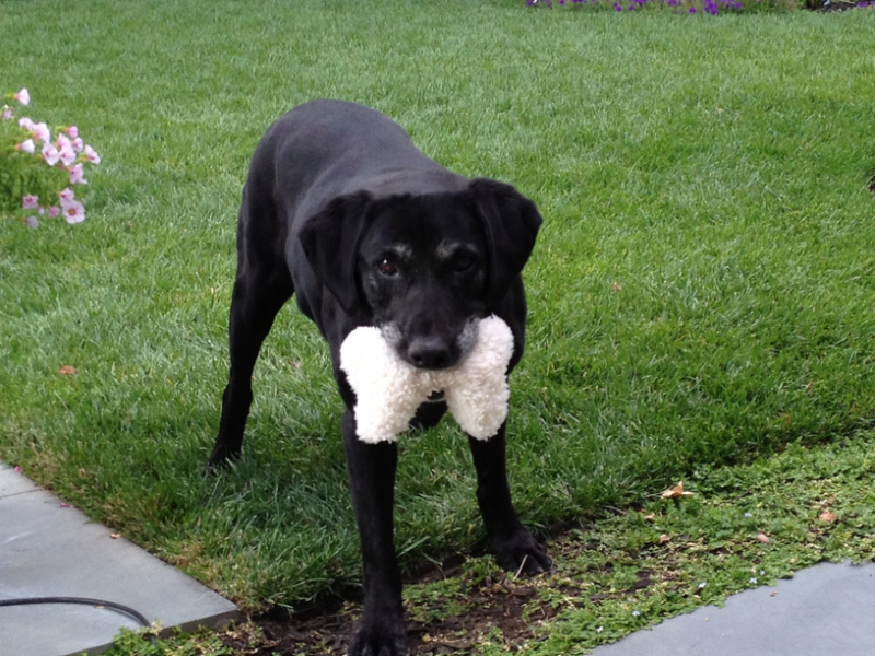 Black lab with toy in her mouth.