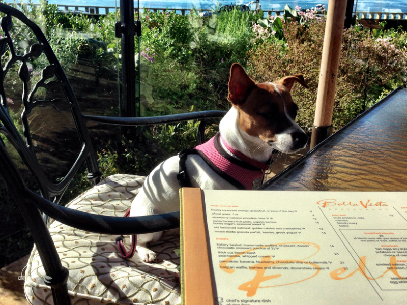 Dog sitting in chair on outdoor restaurant.