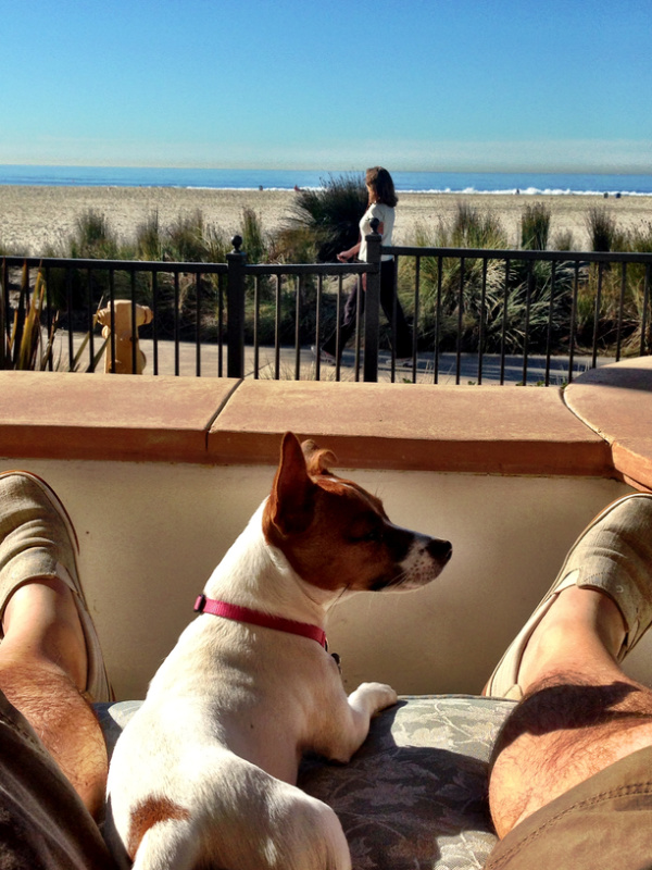 Dog sitting between her human's legs on chaise at beach.
