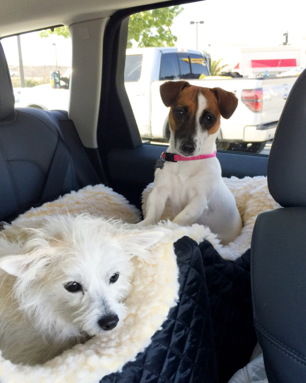 Two small dogs in car seats.