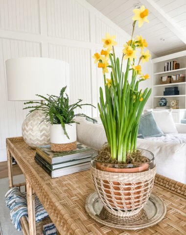 Pot of daffodils on console table.