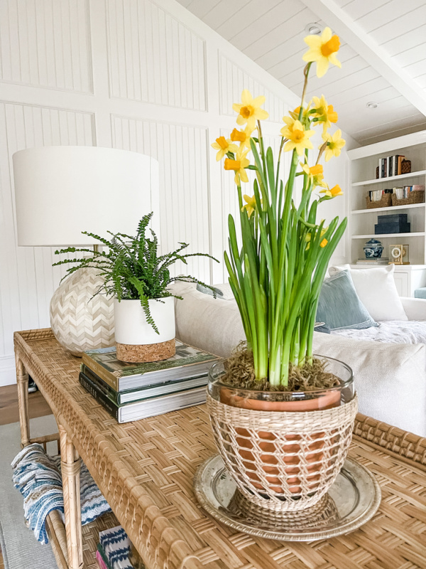Pot of daffodils on console table.
