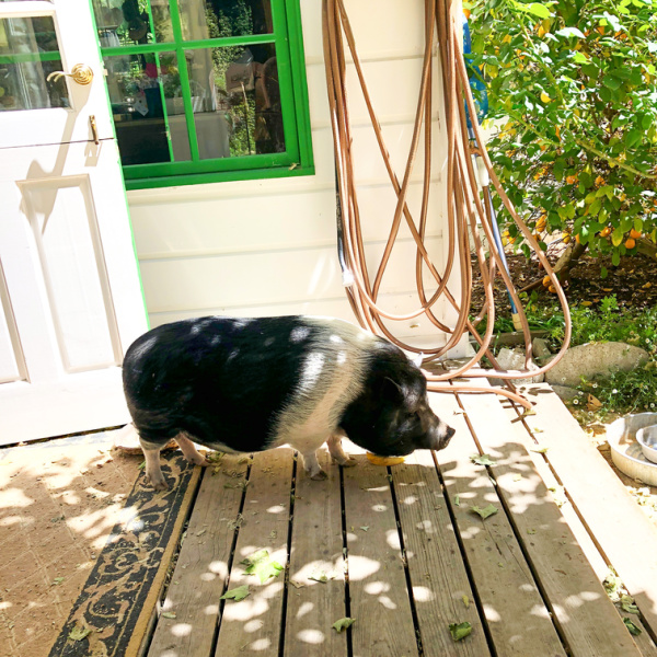 Pig in back yard.