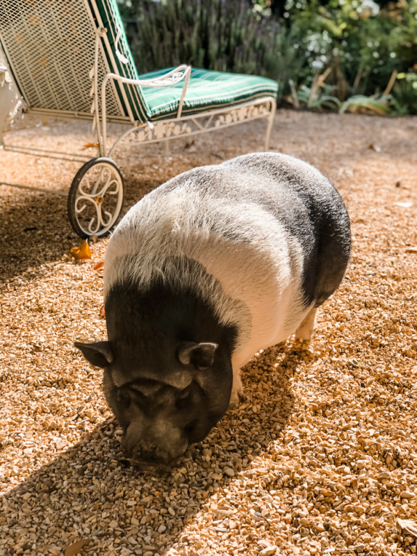 Pig in garden.