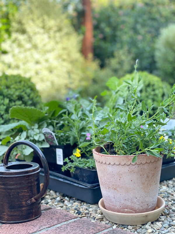Plants and pots and watering can.