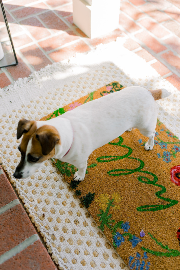 Jack Russell Terrier standing on spring doormat.
