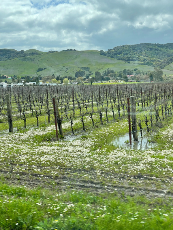 Sonoma vineyards after the rain.