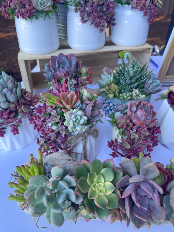 Display of potted succulents.
