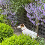 Little Jack Russell Terrier in garden.