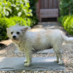Little white dog in garden.