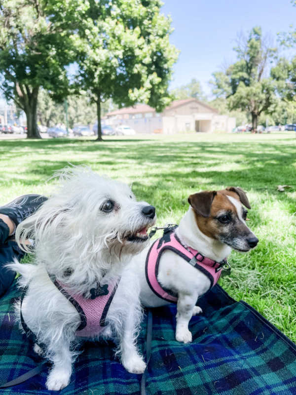 Two dogs on plaid picnic blanket in the park.