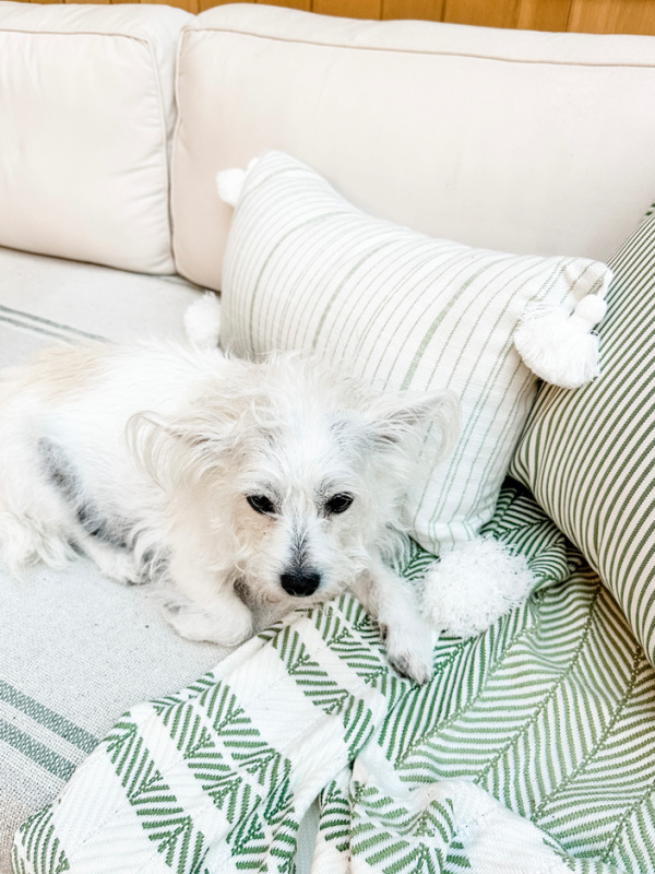 Little white dog laying son outdoor throw blanket.