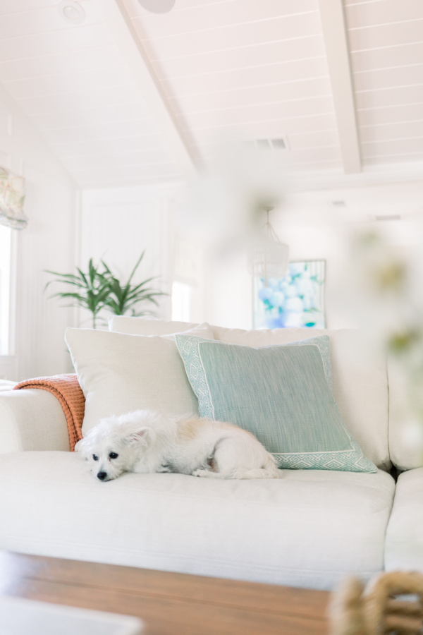 Little white dog laying on sectional sofa.