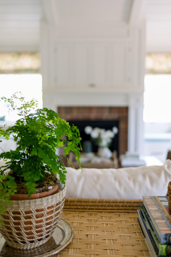 Maidenhair fern in woven bowl with fireplace in background.