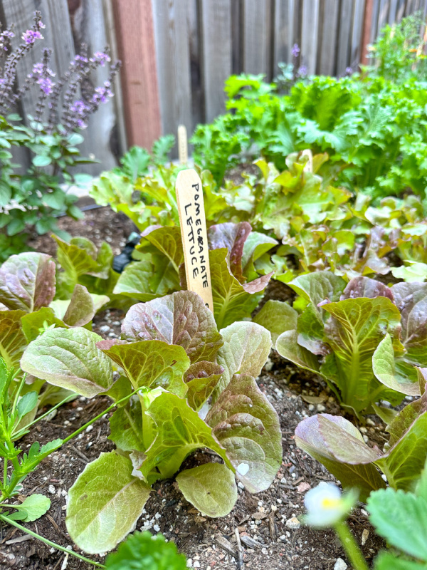 Lettuces in a raised bed garden.