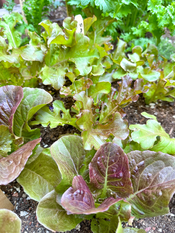 Lettuces in a raised bed garden.