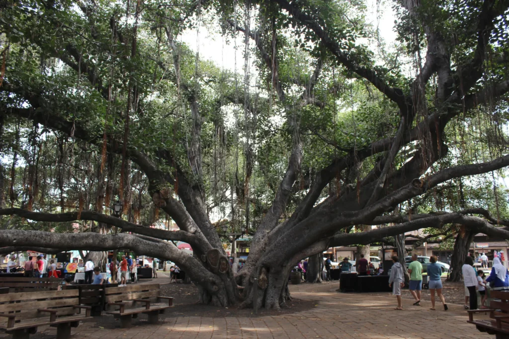 Banyan tree in hisotric Lahaina.