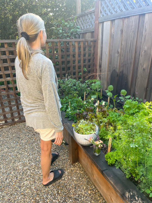 Woman standing next to raised bed garden harvesting lettuces.