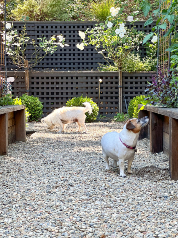 Two dogs in garden.