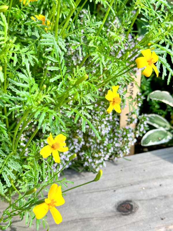 Lemon Star Marigolds in garden.