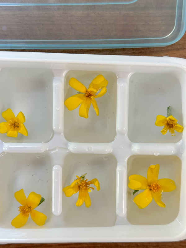 Star marigolds in ice cube tray.