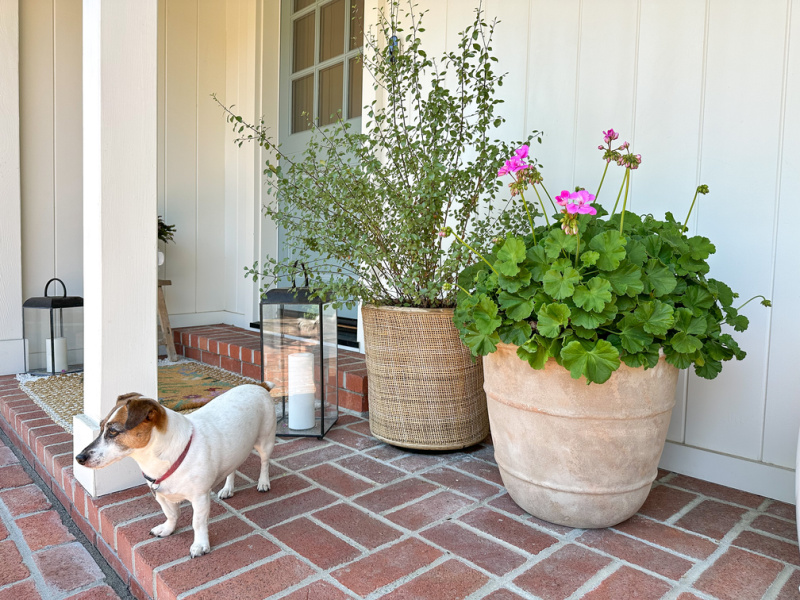 Jack Russell Terrier on brick porch.