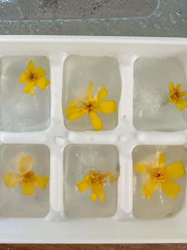 Star Marigolds in ice cube tray.