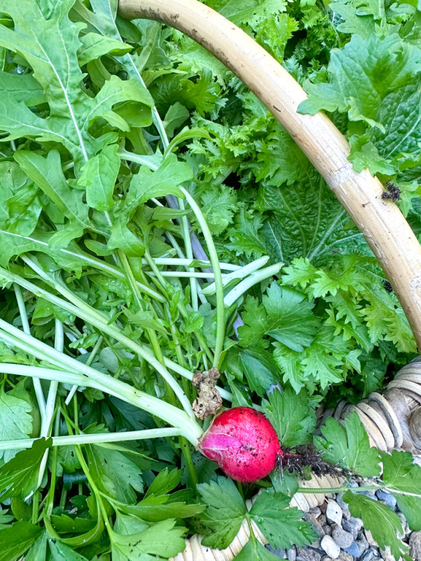 Just picked radish in garden basket.