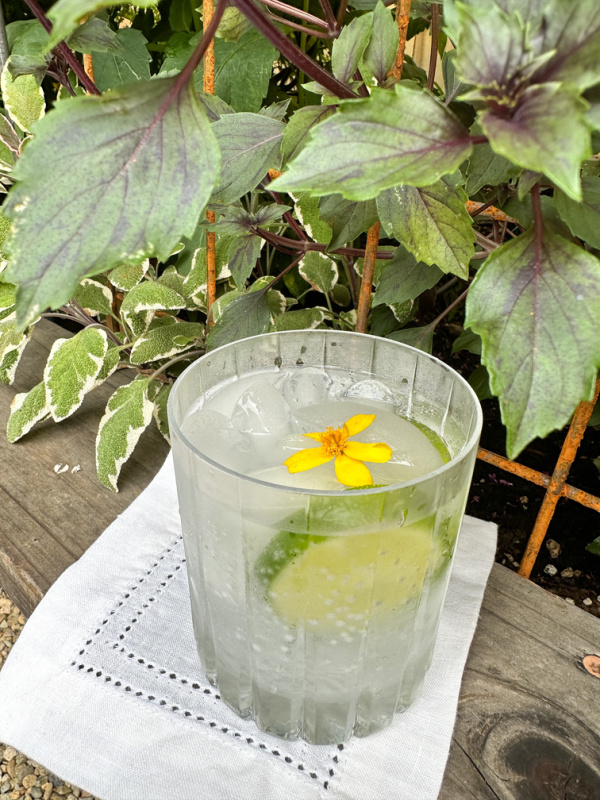 Gin and Tonic cocktail sitting on raised garden bed ledge.