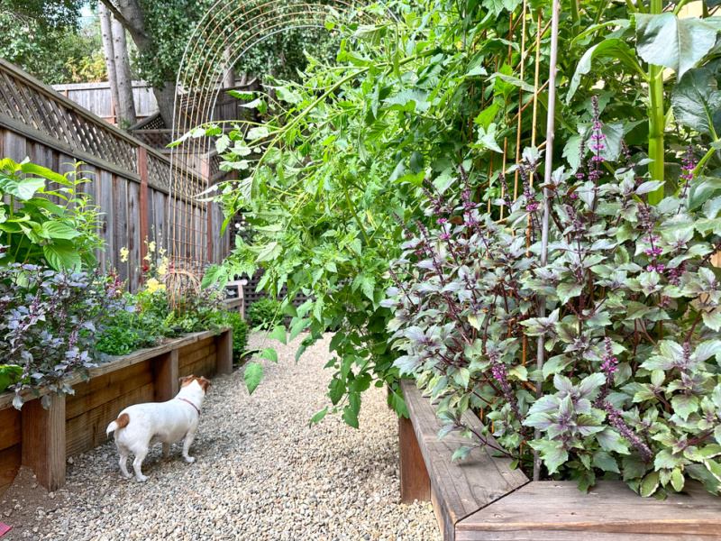 Jack Russell Terrier in raised bed garden.