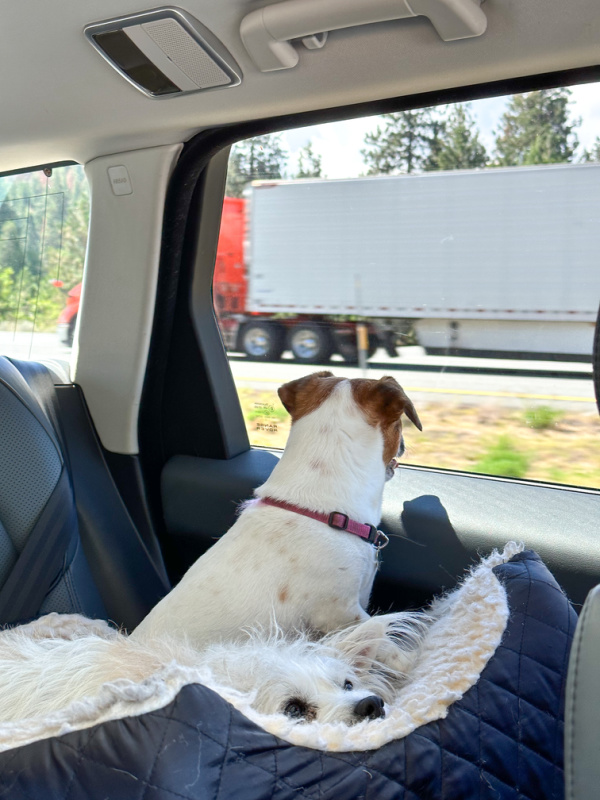 Two dogs in car seat on road trip.