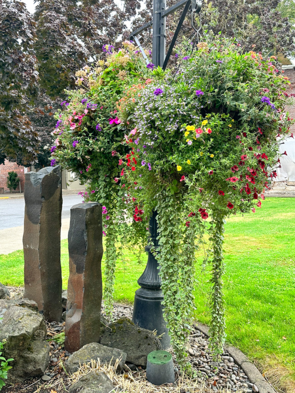 Hanging flower baskets in McMinnville, Oregon.