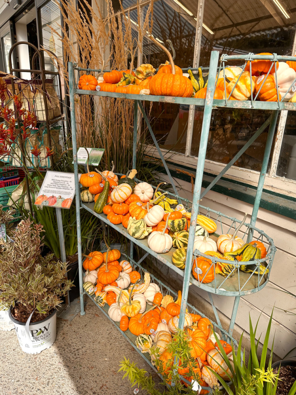 Shelves of small pumpkins and gourds at Orchard Nursery.