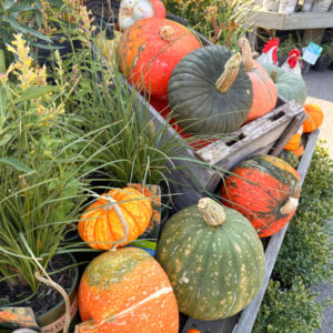 Fall pumpkins at Orchard Nursery in Lafayette.