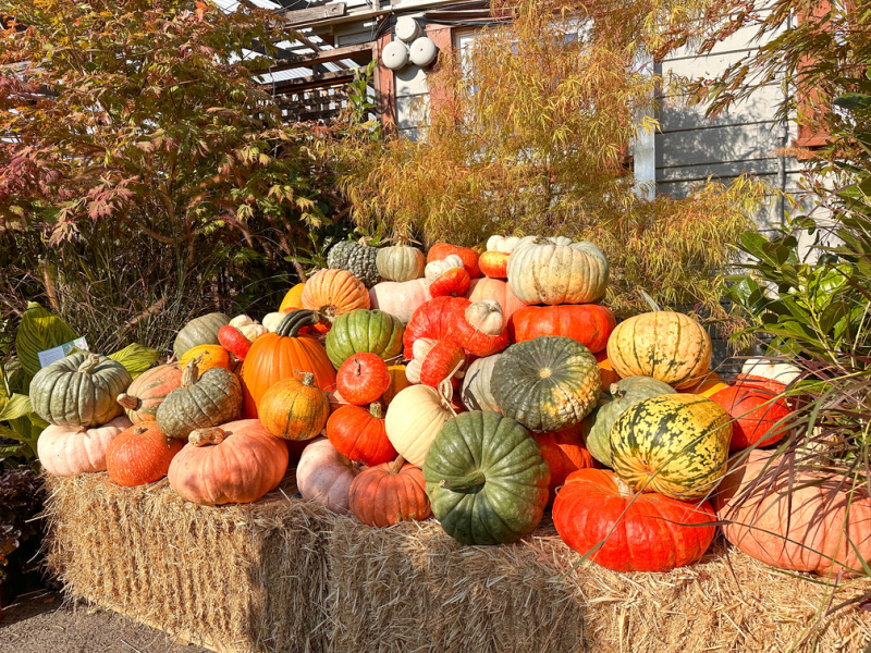 Display of pumpkins on a haystack at Orchard Nursery.