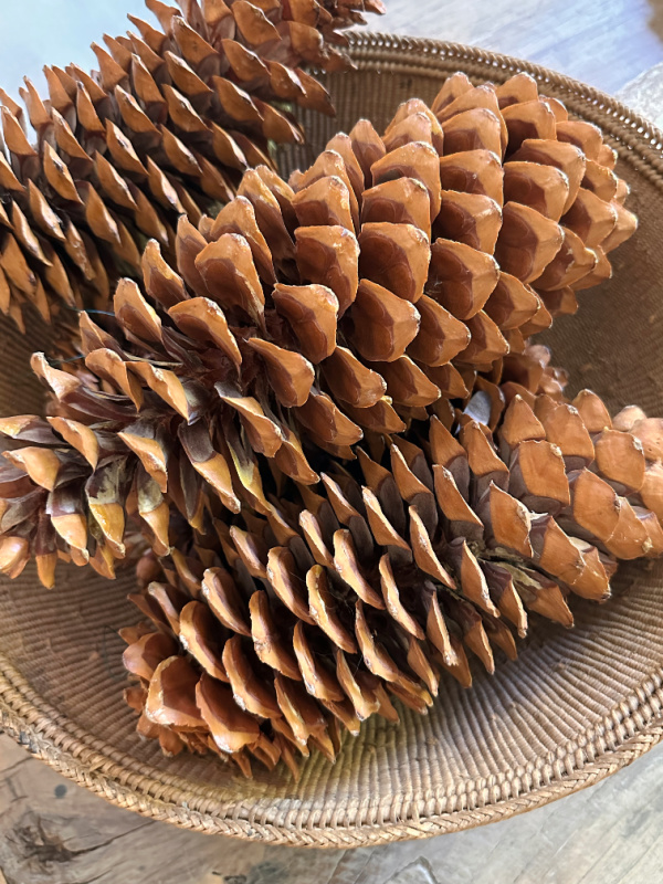 Wooden bowl of large pinecones.