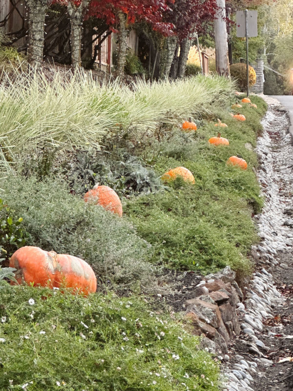 Pumpkins alongside road in Sleepy Hollow Neighborhood.
