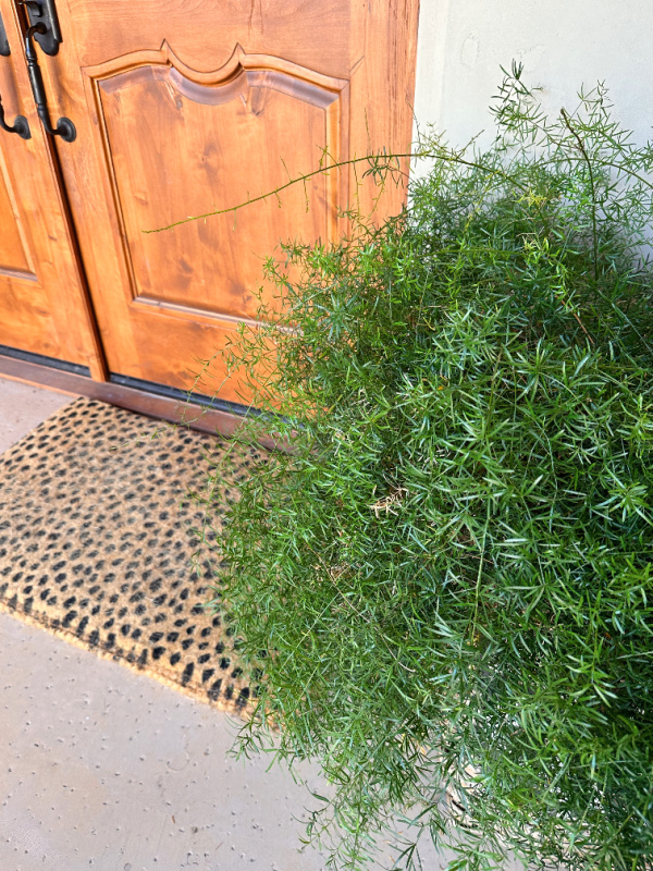 Plant and leopard print mat outside front door.