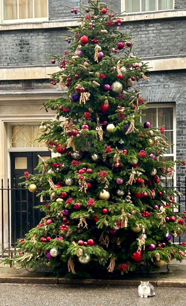 Larry the Cat alongside the Christmas tree outside 10 Downing Street.