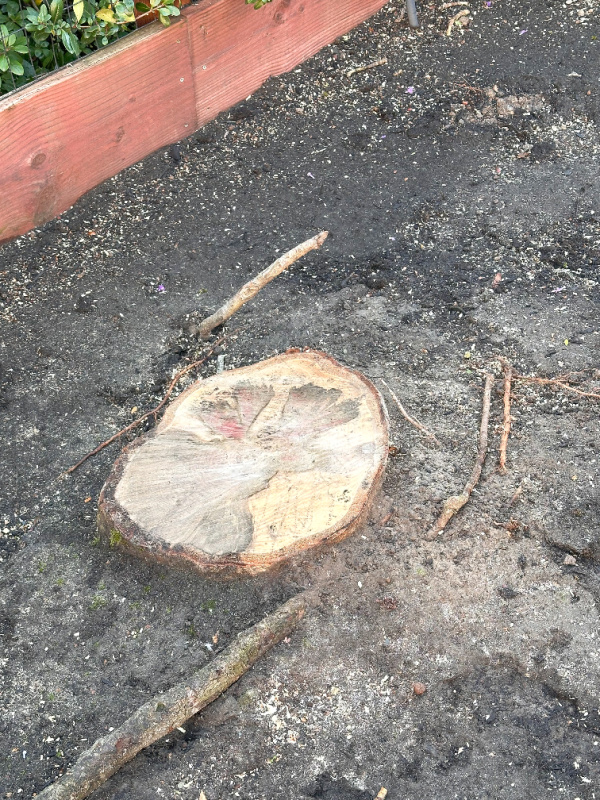 Magnolia tree stump after it is cut down.