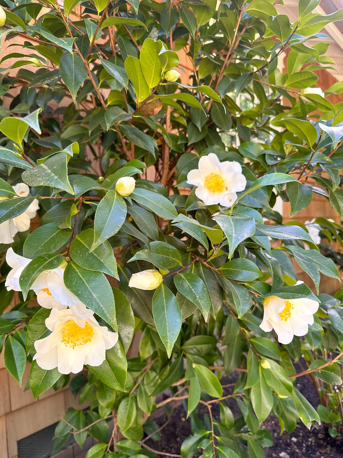 Camelia bush blooming in early spring.
