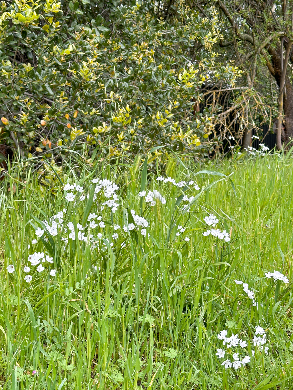 Wild flowers in field.