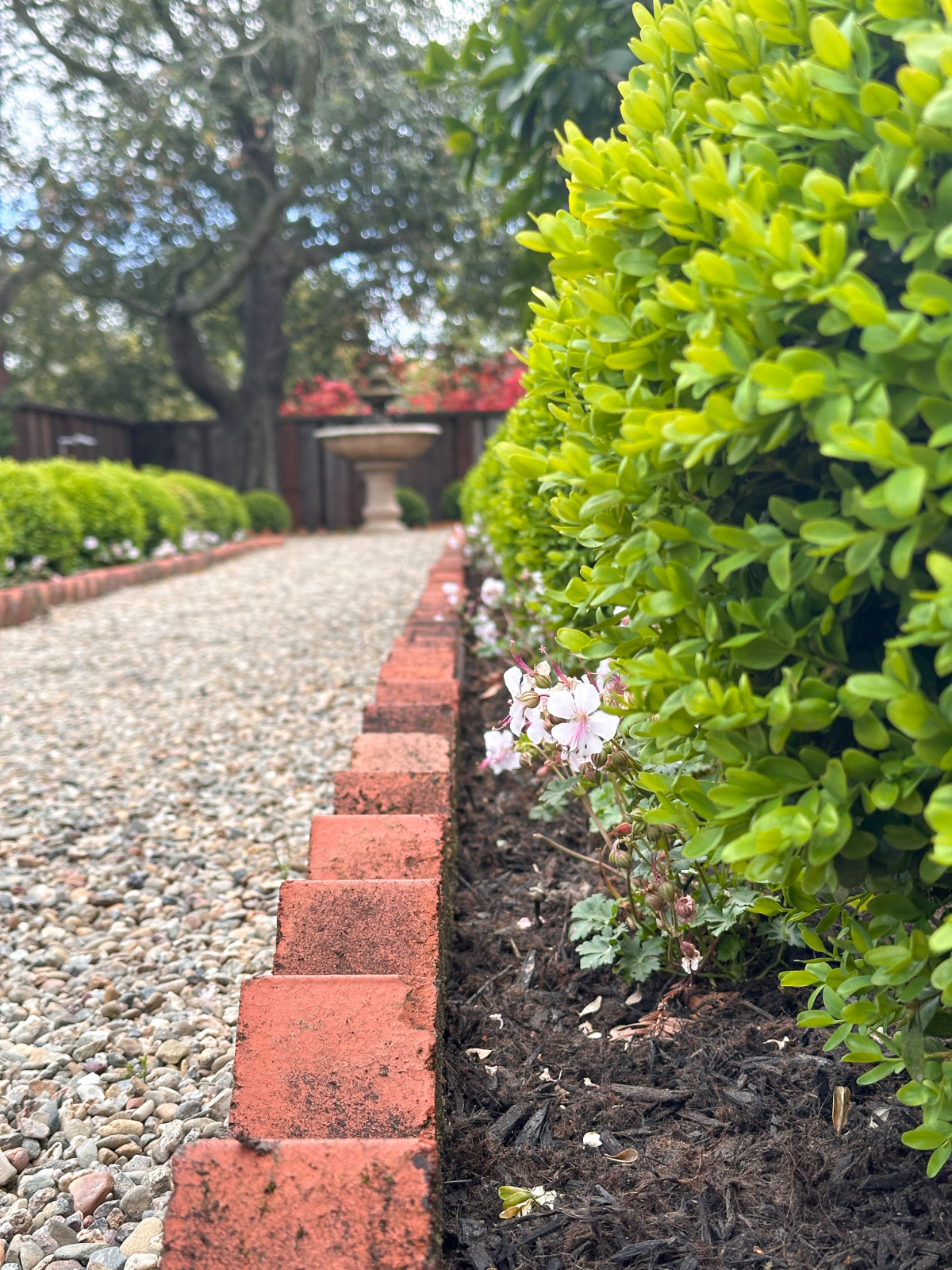 Brick lined gravel path and rows of boxwoods.