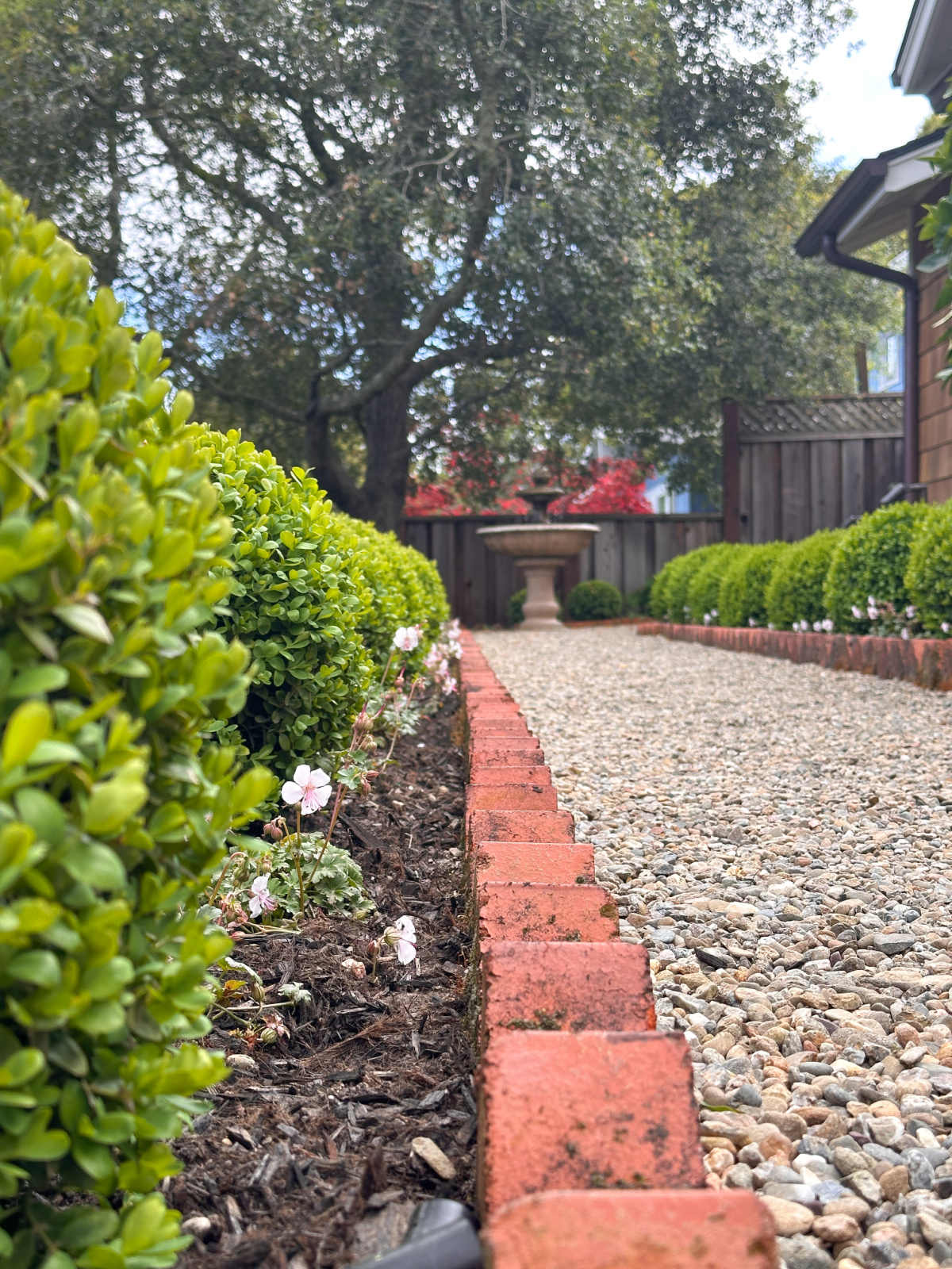 Brick lined gravel path and rows of boxwoods.