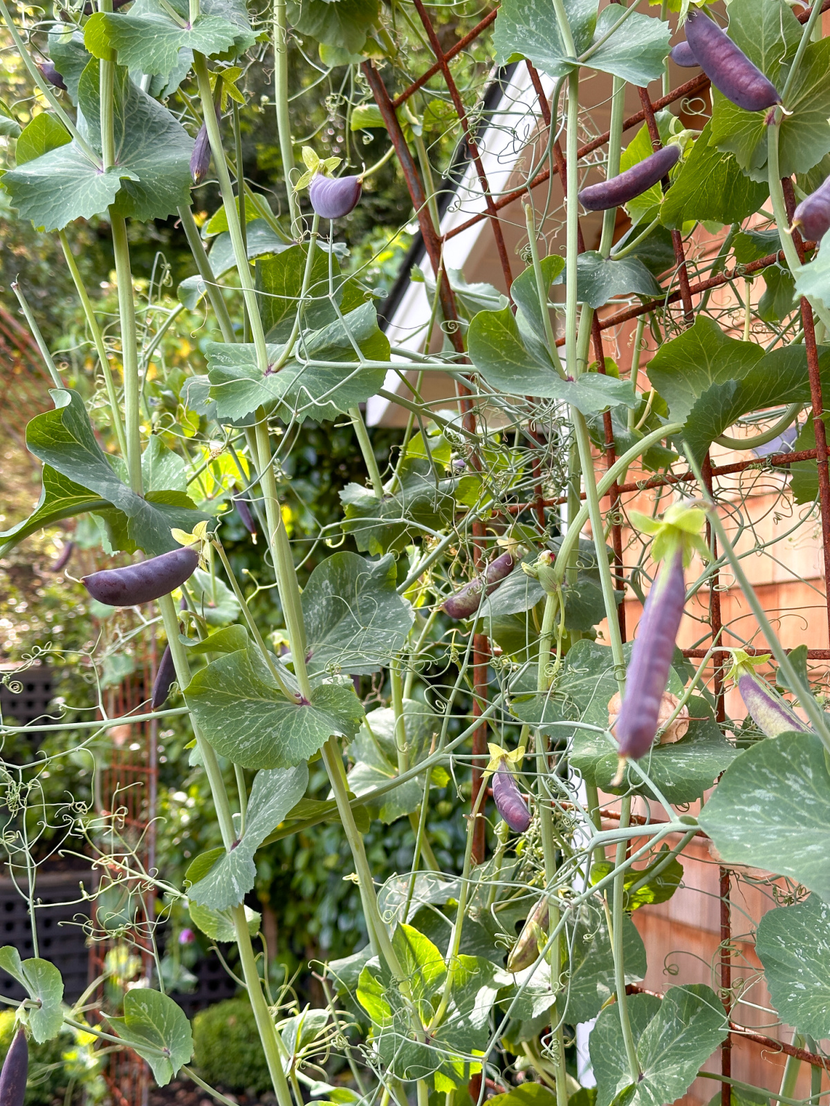 Snap peas on garden trellis.